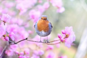 Wann sollen Gartenvögel gefüttert werden